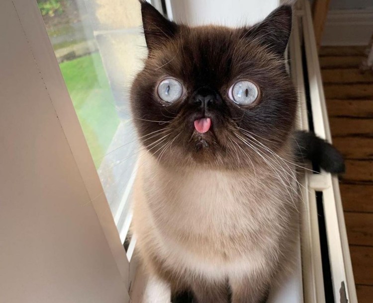 Недовольная мордашка