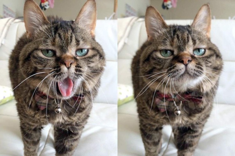 Нормальные коты