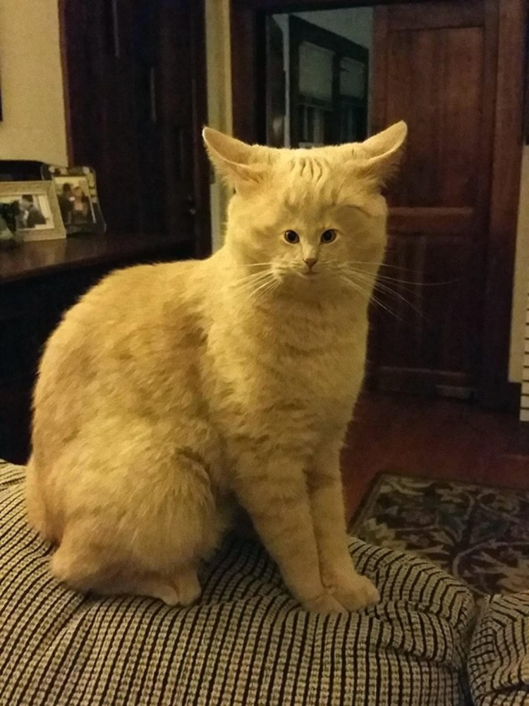 Самый смешной кот в мире