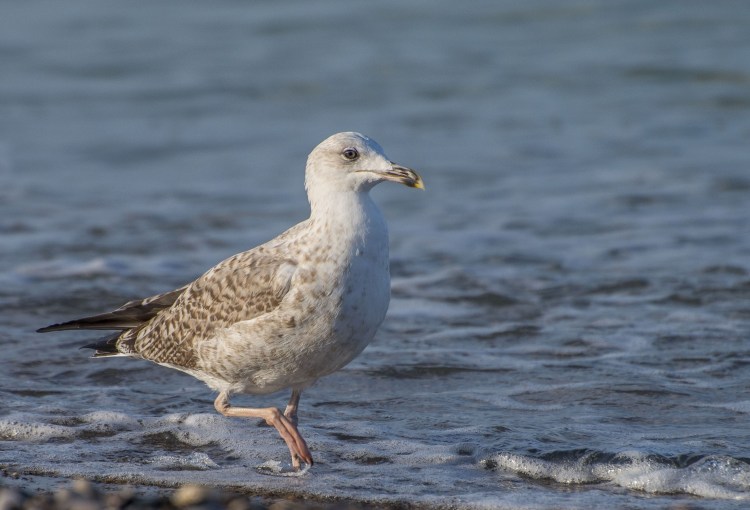 Водоплавающие Озерная Чайка