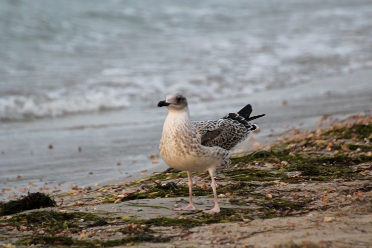 Чайка Черноморская пятнистая