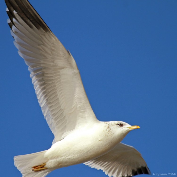 Чайка Рябая