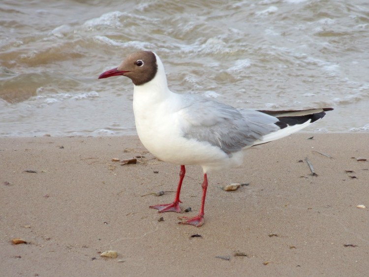 Серая пестрая Чайка