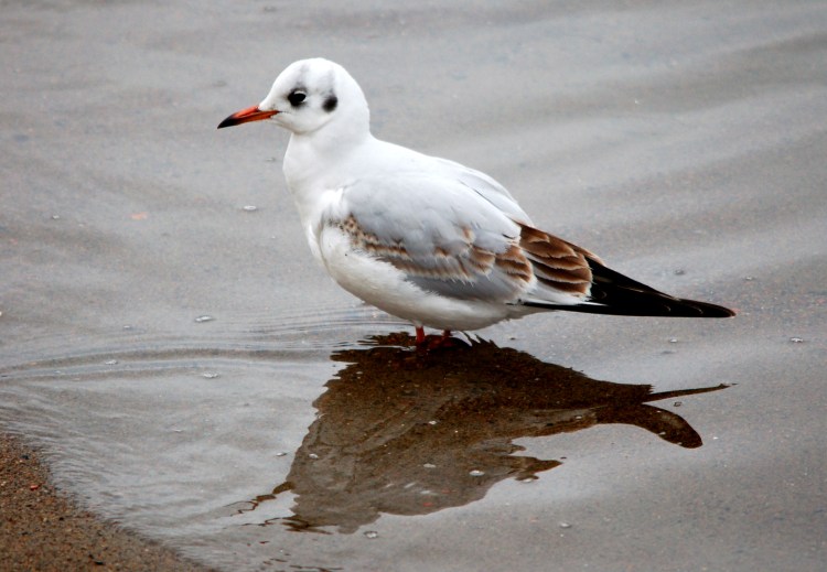 Белая птица с желтым клювом