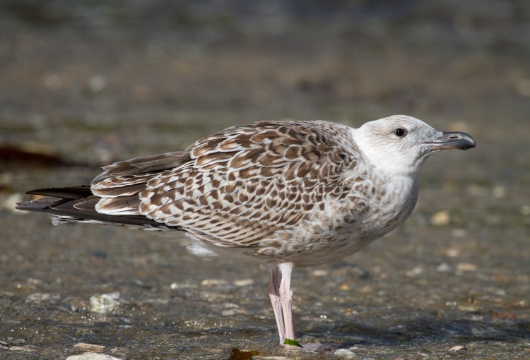 Чайка коричневая пестрая