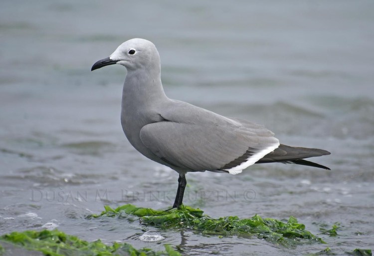 Хищная Чайка