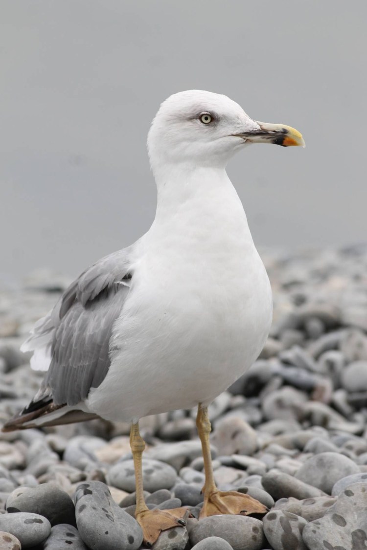 Птица похожая на чайку