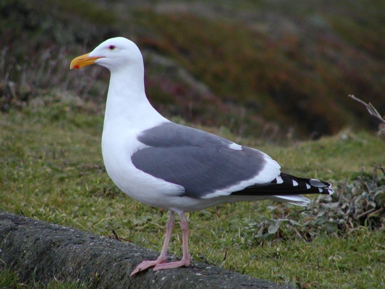 ЗИЛ 111 И ГАЗ 13 Чайка разница