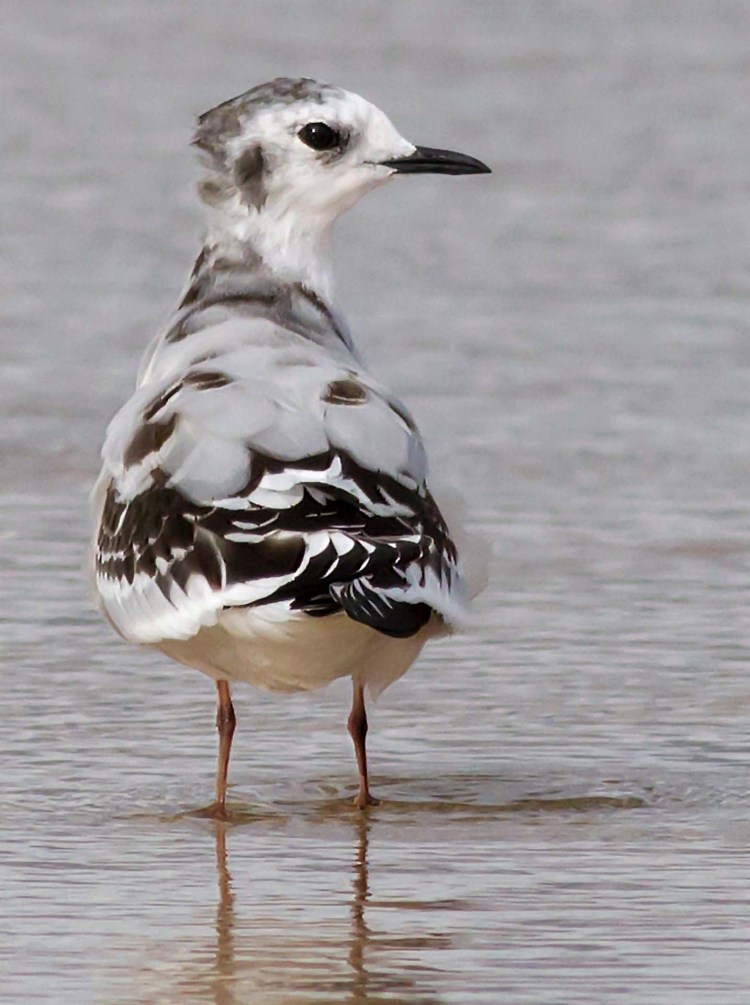 Хохлатая Чайка