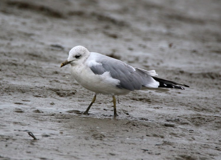 Большая морская Чайка