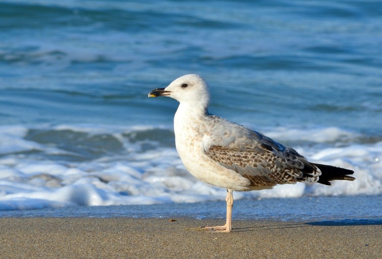 Чайка пятнистая Рябая