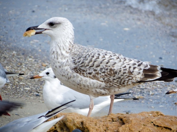 Альбатрос Анапа птица