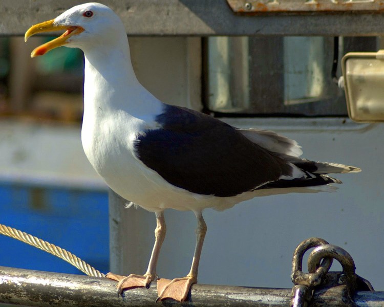 Чайка Черноморская пятнистая