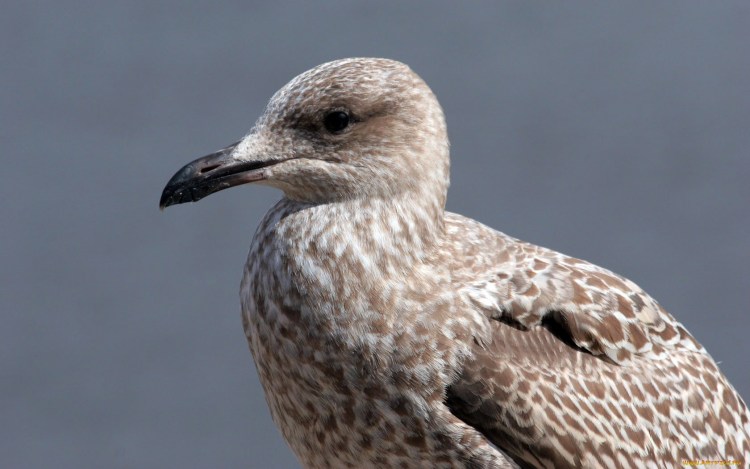 Средиземноморская Чайка