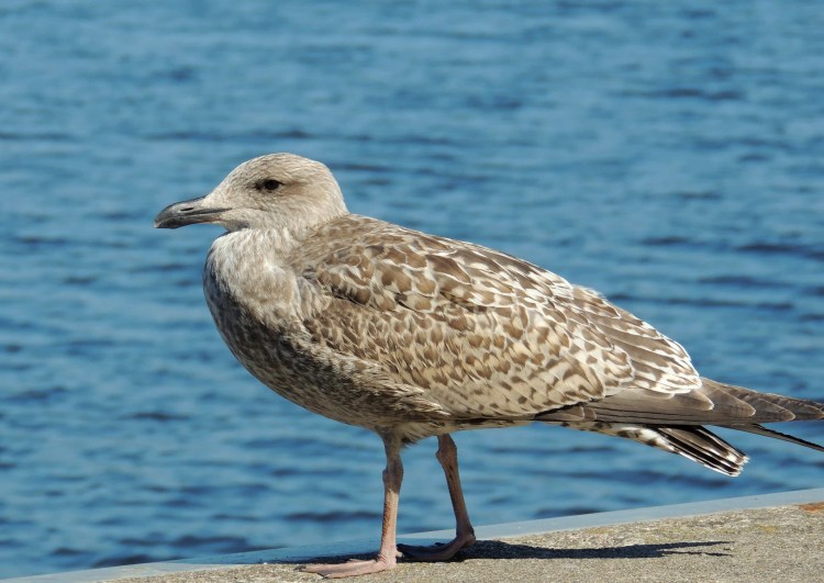 Белая птица похожая на чайку