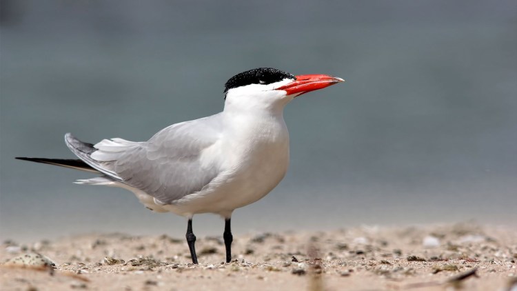 Чайки птицы