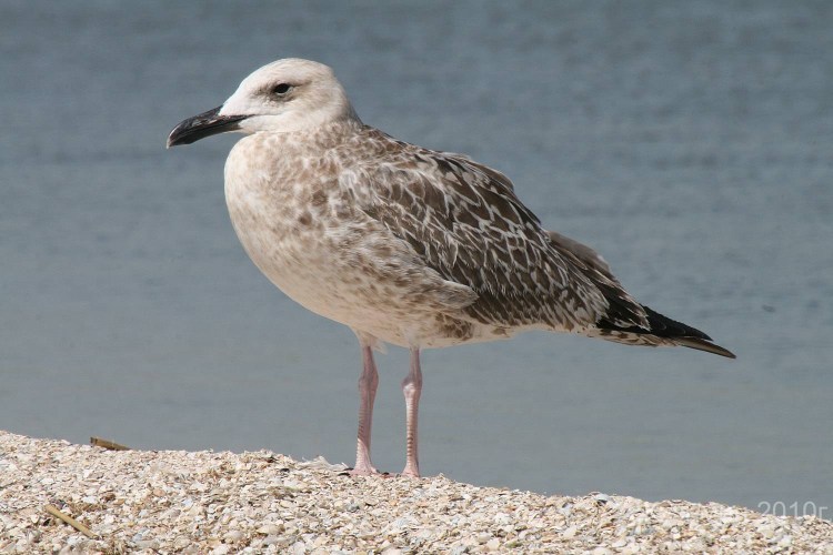 Чайка пятнистая Рябая