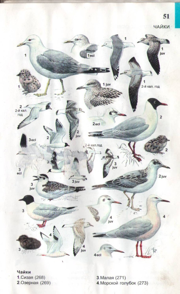 Морская серебристая Чайка