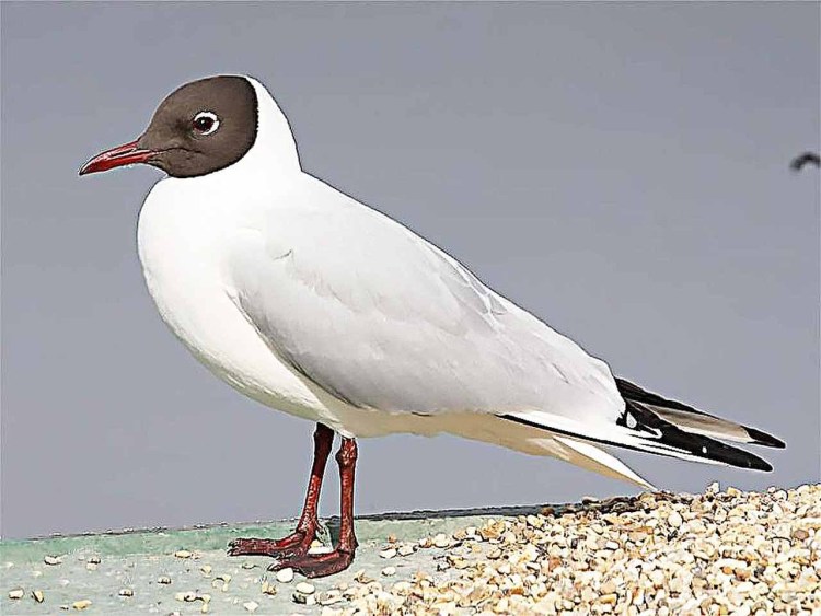 Альбатрос, Баклан, серебристая Чайка