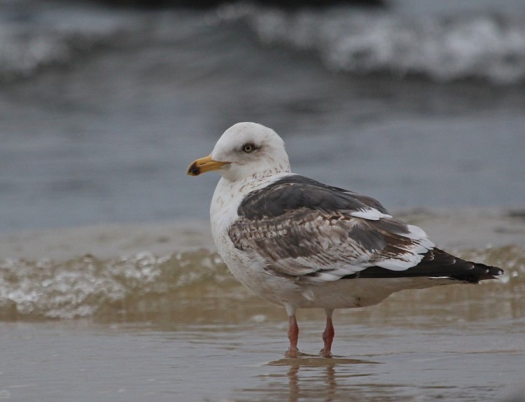 Чайка с черной головой