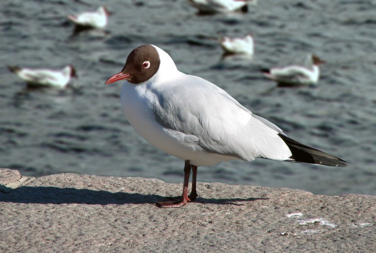 Большая Чайка