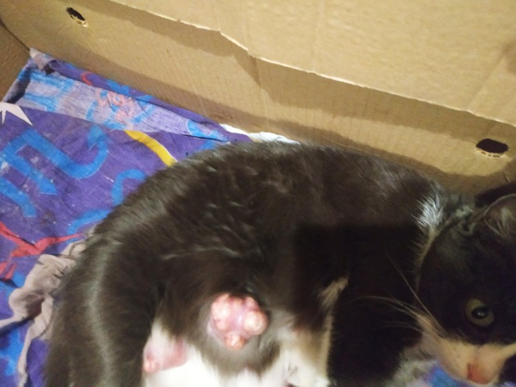 Перитонит у кошки рентген