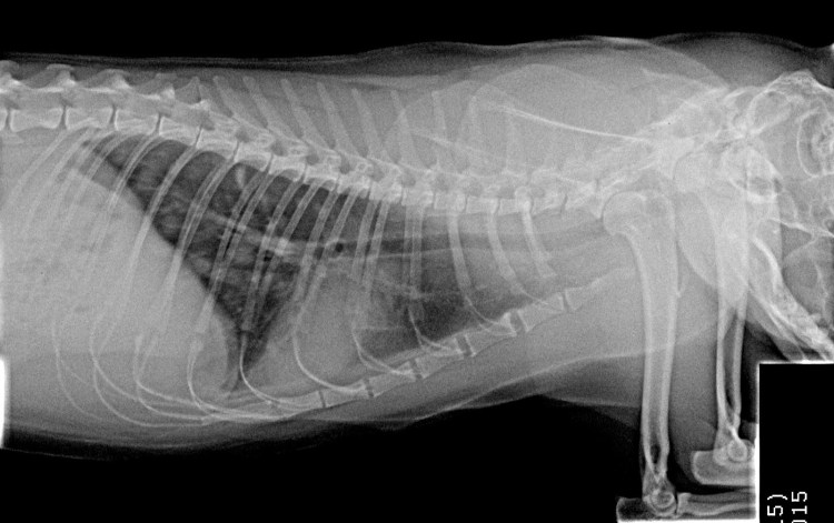 Срок беременности у кошек