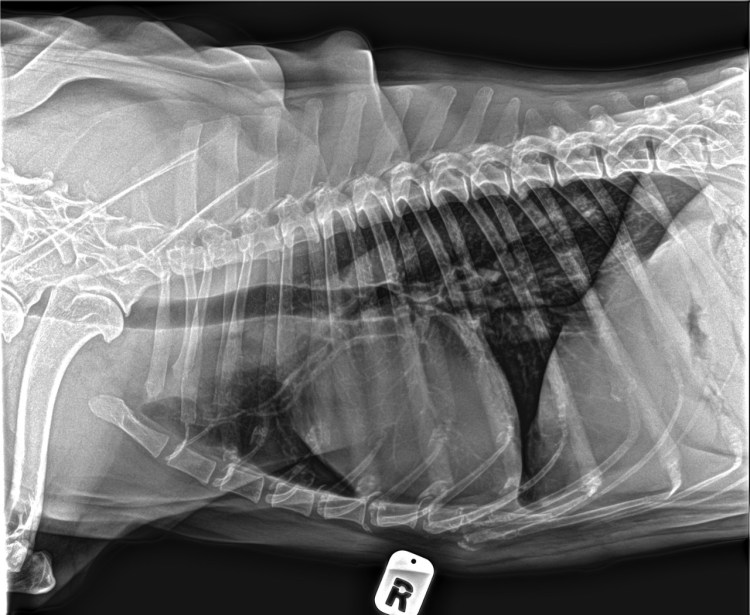 Живот у небеременной кошки