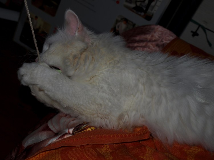 Стерилизация собак схема