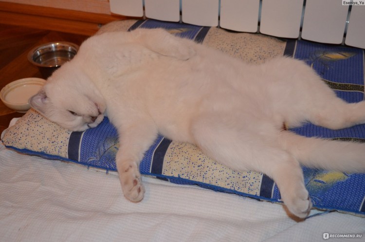 Стерилизация кошки шов