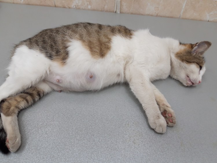 Опухоль молочной железы у собаки