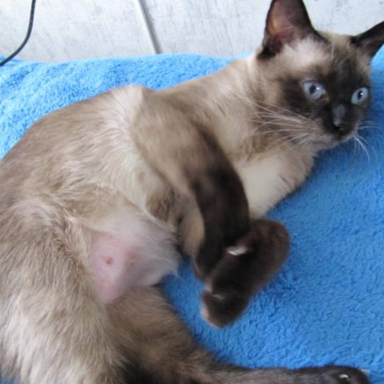 Новообразования у кошек