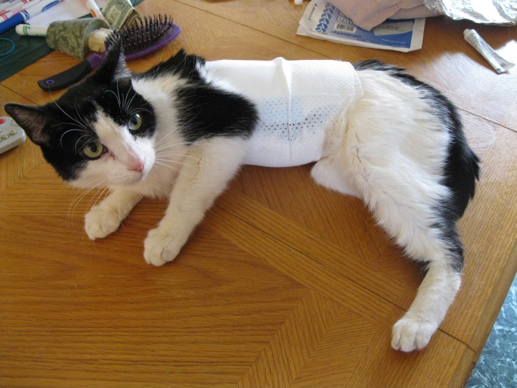 Новообразования у кошек