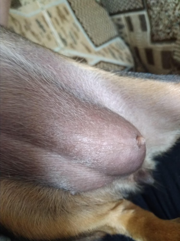 Ветеринария кошки