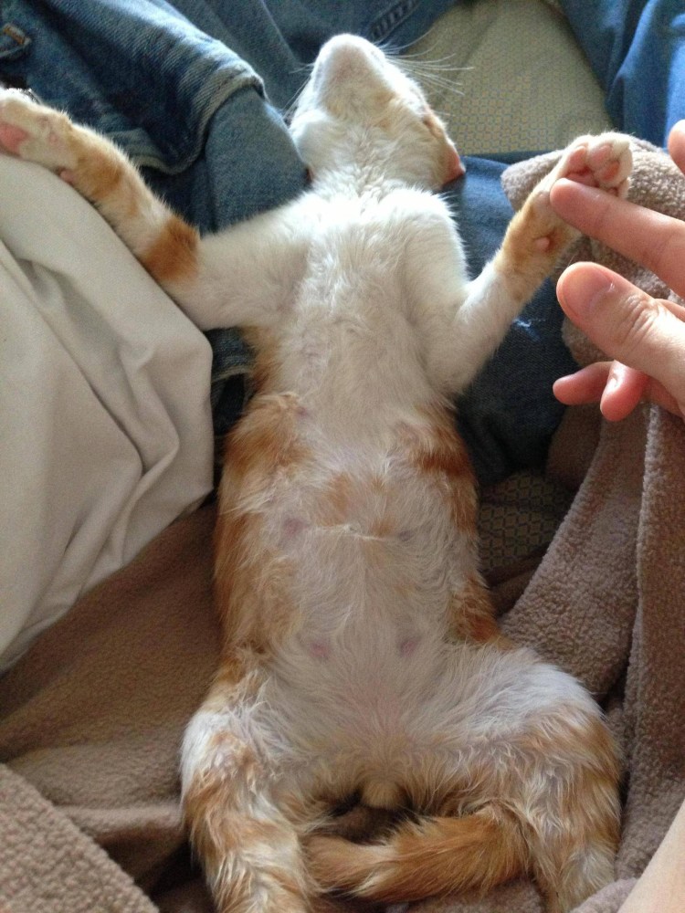 Строение молочных желёз у собак