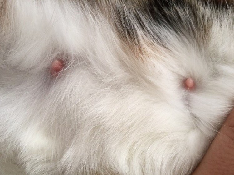 Кесарево сечение у кошки