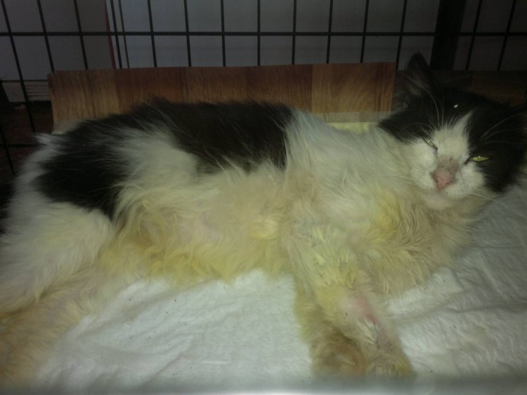 Новообразования у кошек