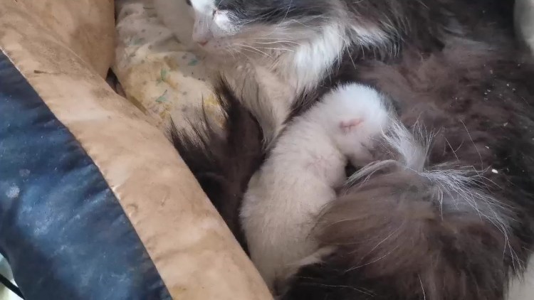 Ювенильный целлюлит щенков