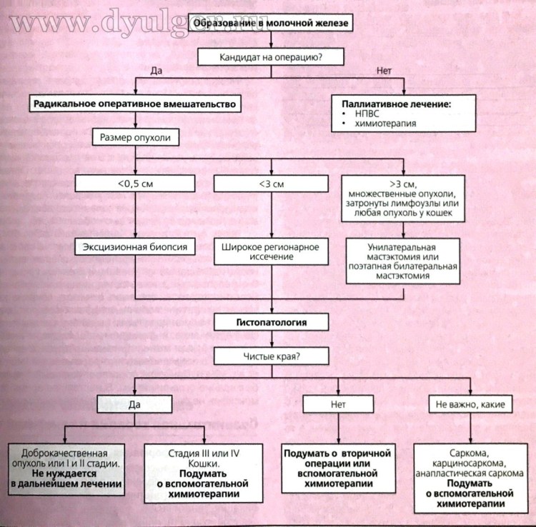 Кошку с кудрявой грудью