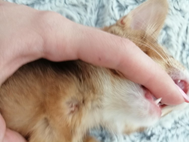 Воспаление молочной железы у кошки