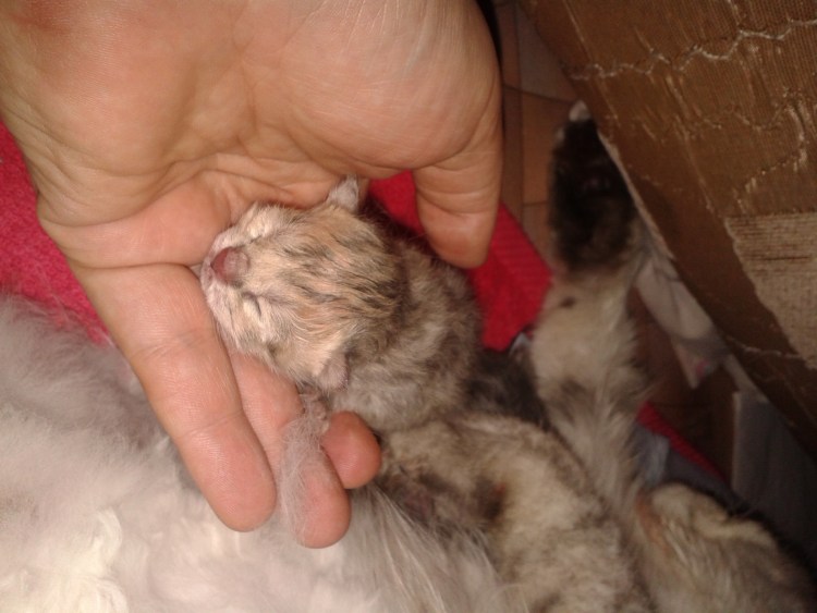 Жировик на хвосте у кота