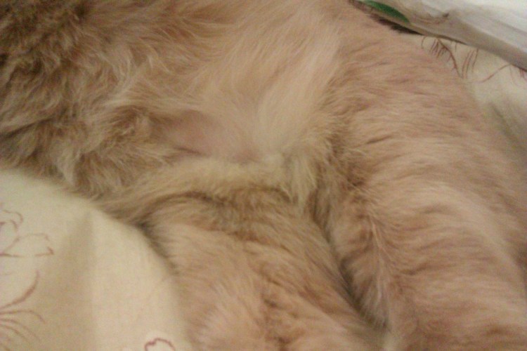 Рентгеновский снимок легких собаки