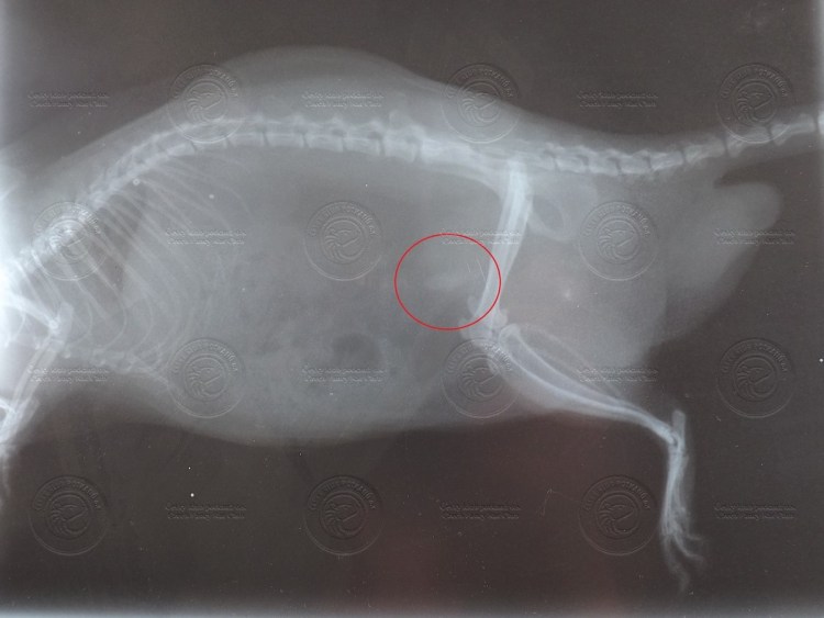 Метастазы в легких у собаки рентген