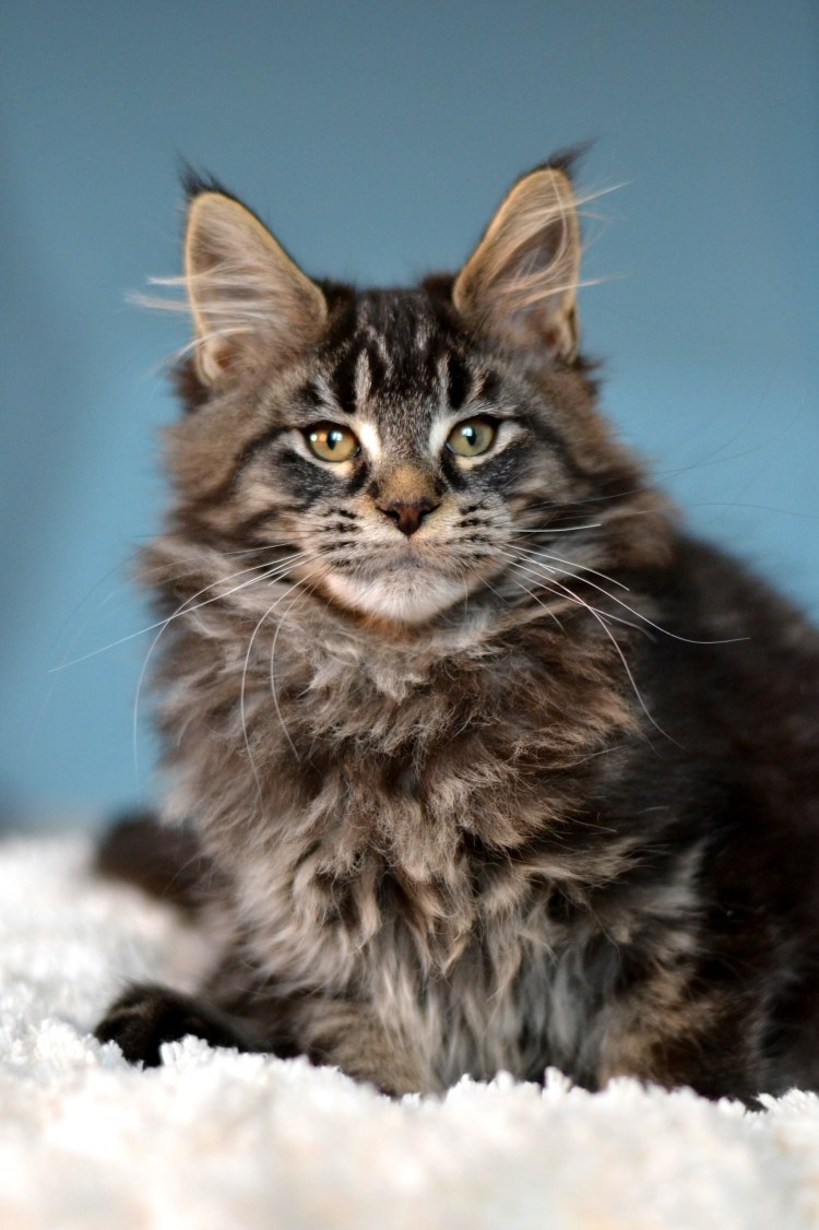 Порода Мейн кун