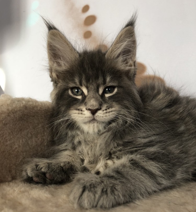 Чистокровный Мейн кун