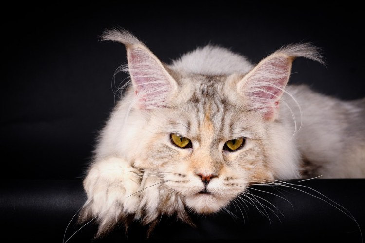 Мейн кун шиншилла