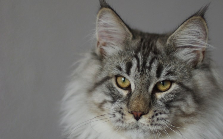 Кот Мейн кун фото