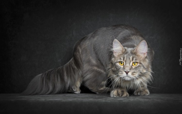 Шейдед Мейн кун