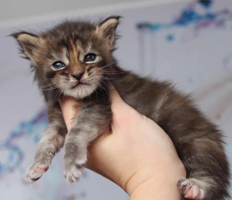 Мейн кун Новорожденные