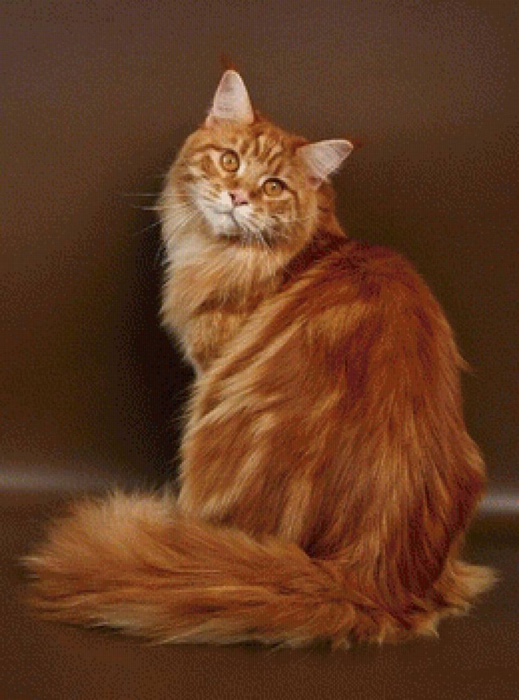 Сибирский Мейн кун рыжий